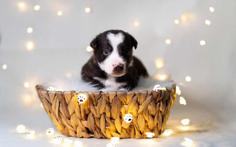 Herding Devils R-Litter