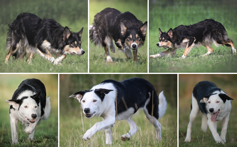 Herding Devils Q-Litter