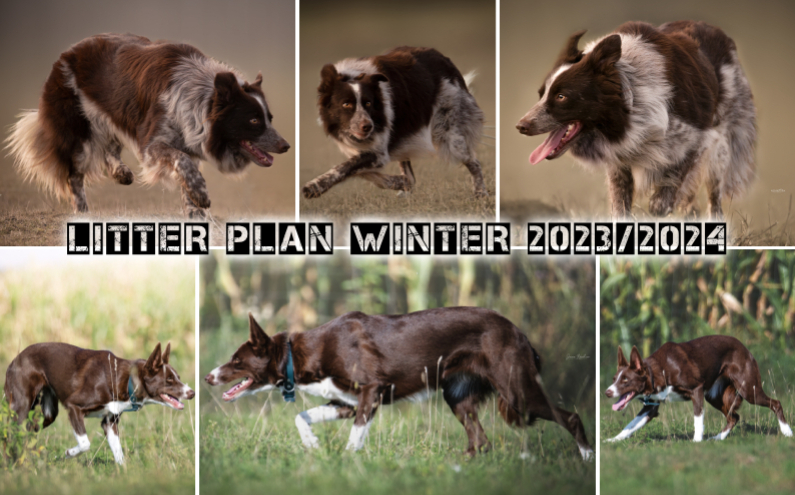 Litter Plan Winter 2023/2024