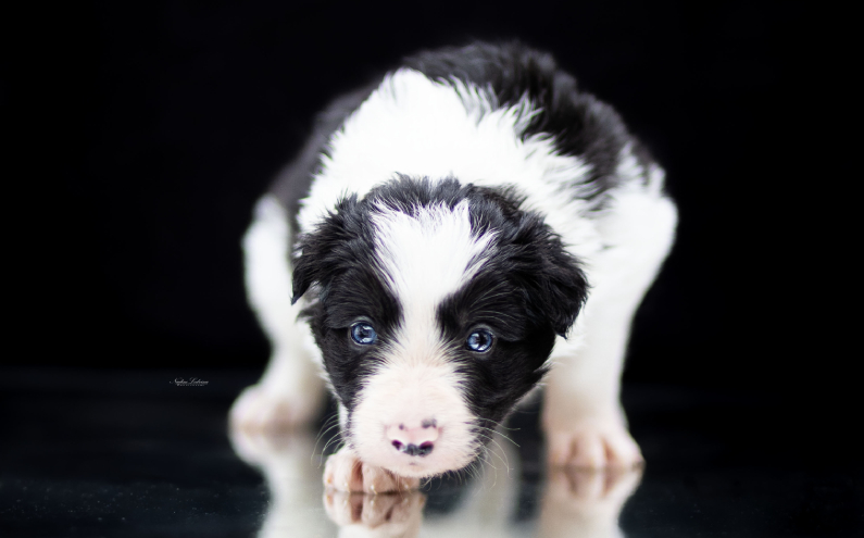 Herding Devils Q-Litter