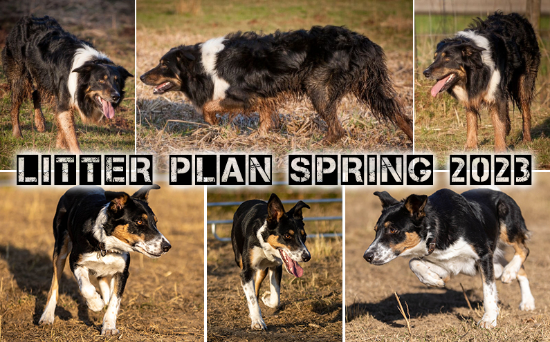 Litter Plan Spring 2023