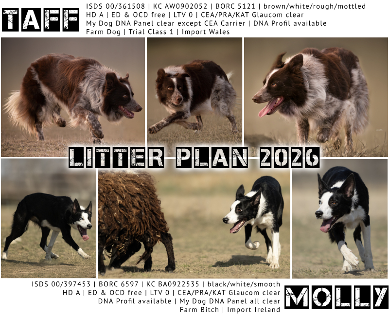 Taff x Molly