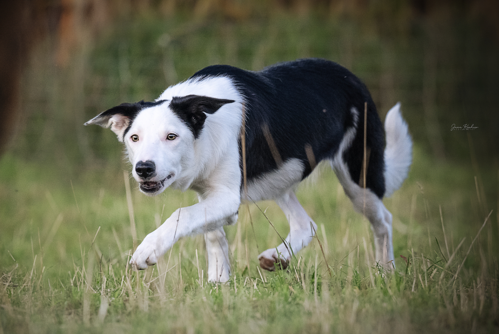 Heidi