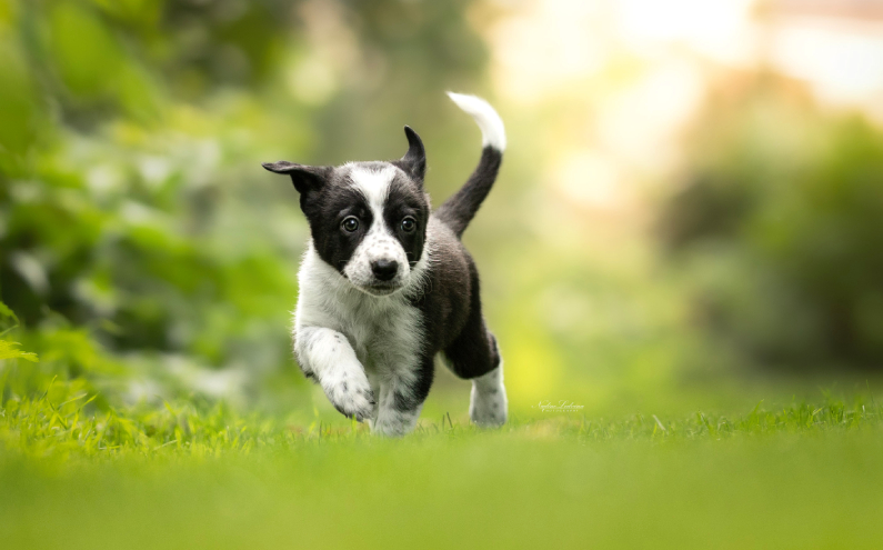 Herding Devils S-Litter
