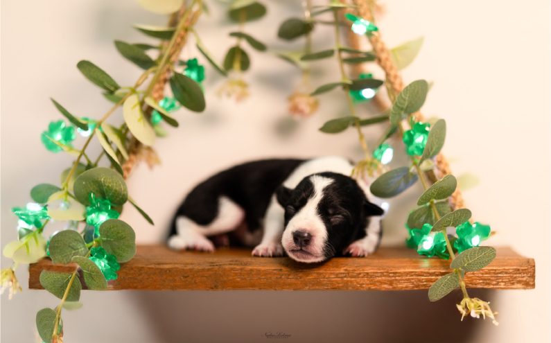 Herding Devils S-Litter