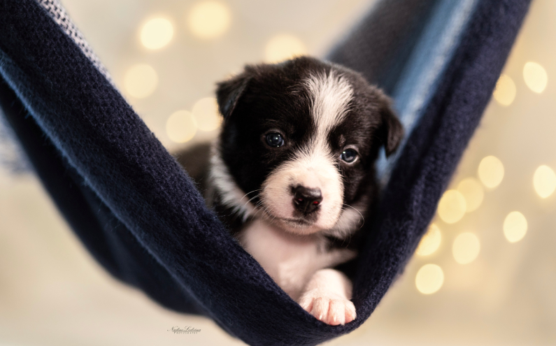Herding Devils S-Litter