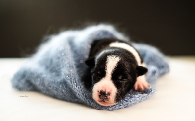 Herding Devils S-Litter