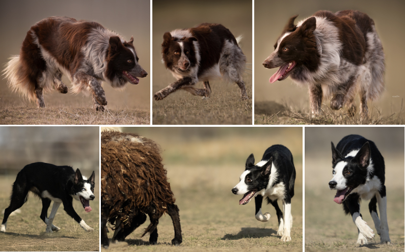 Herding Devils S-Litter